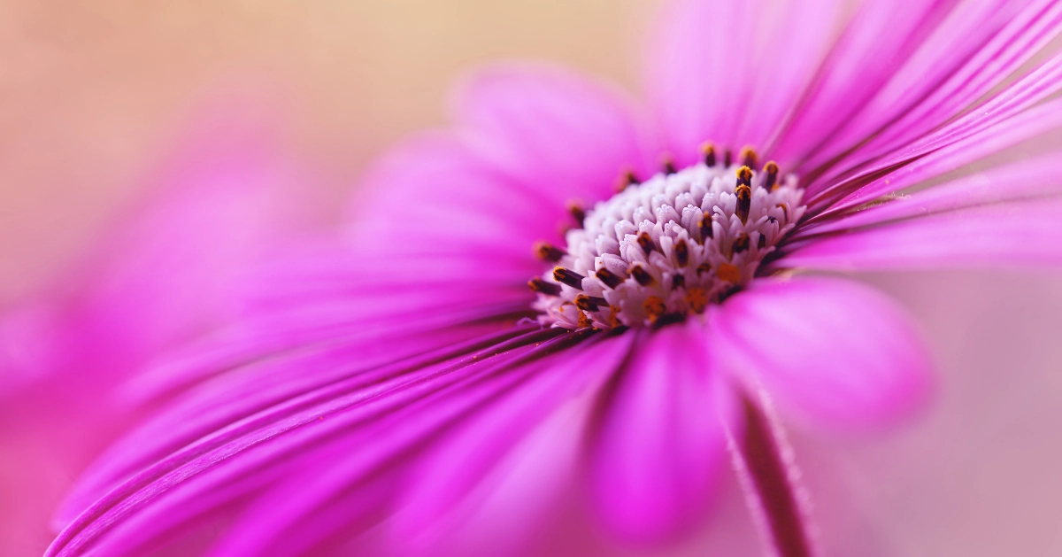 Pink flower