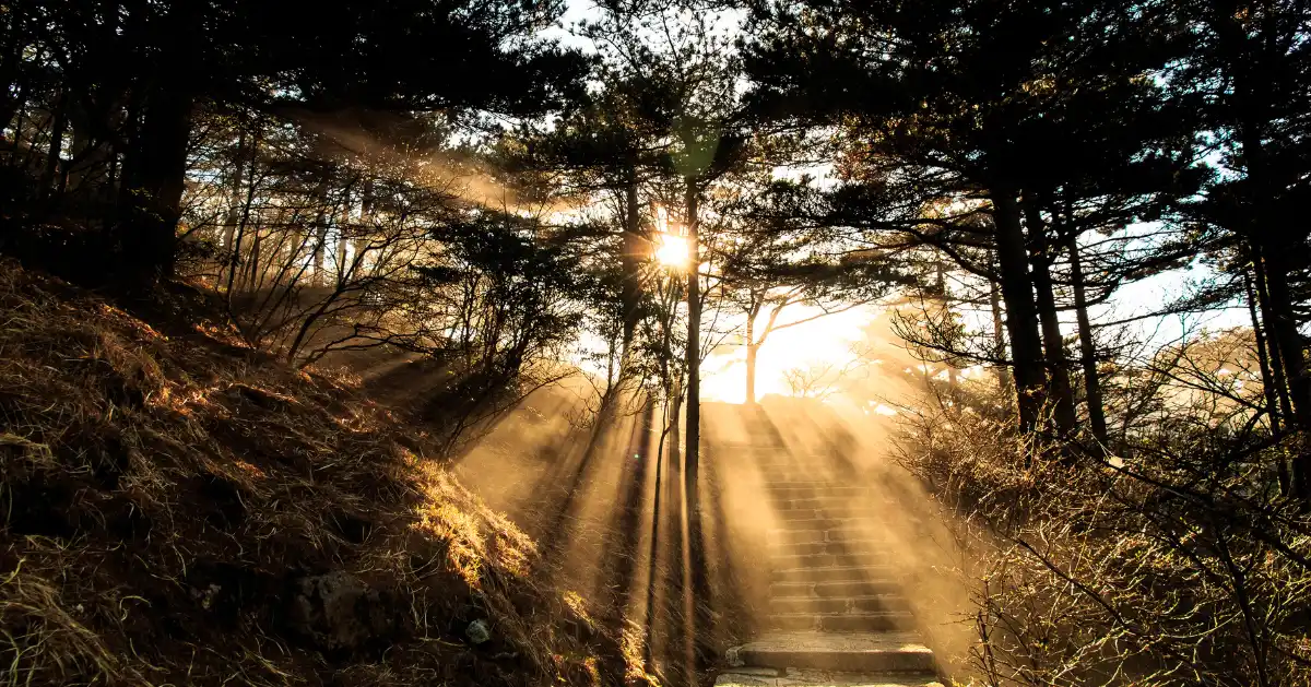 the sun shining through the forrest