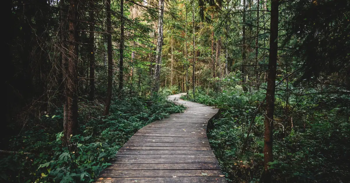 a path in the middle of the woods