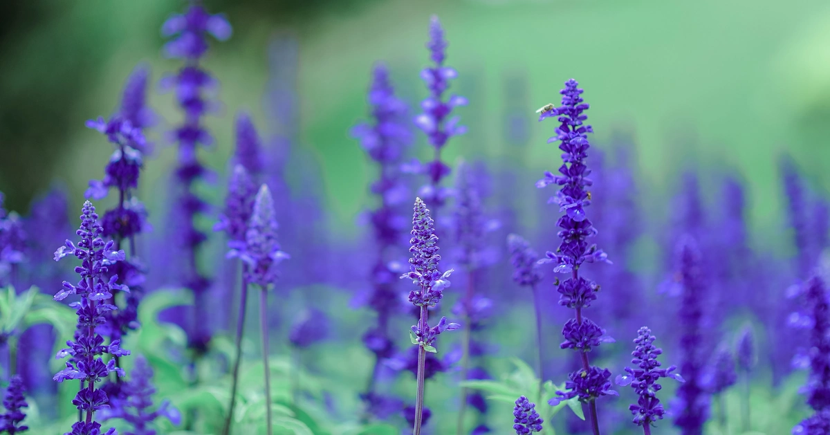 Flowers in a field