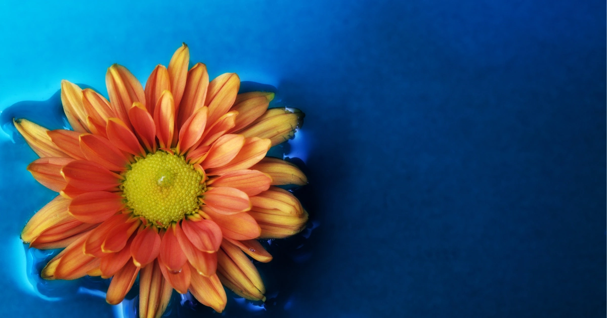 orange flower in water