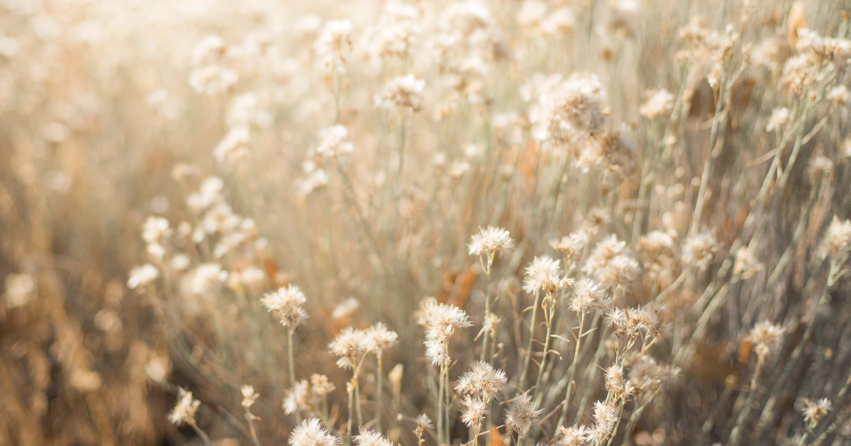 white wild flowers