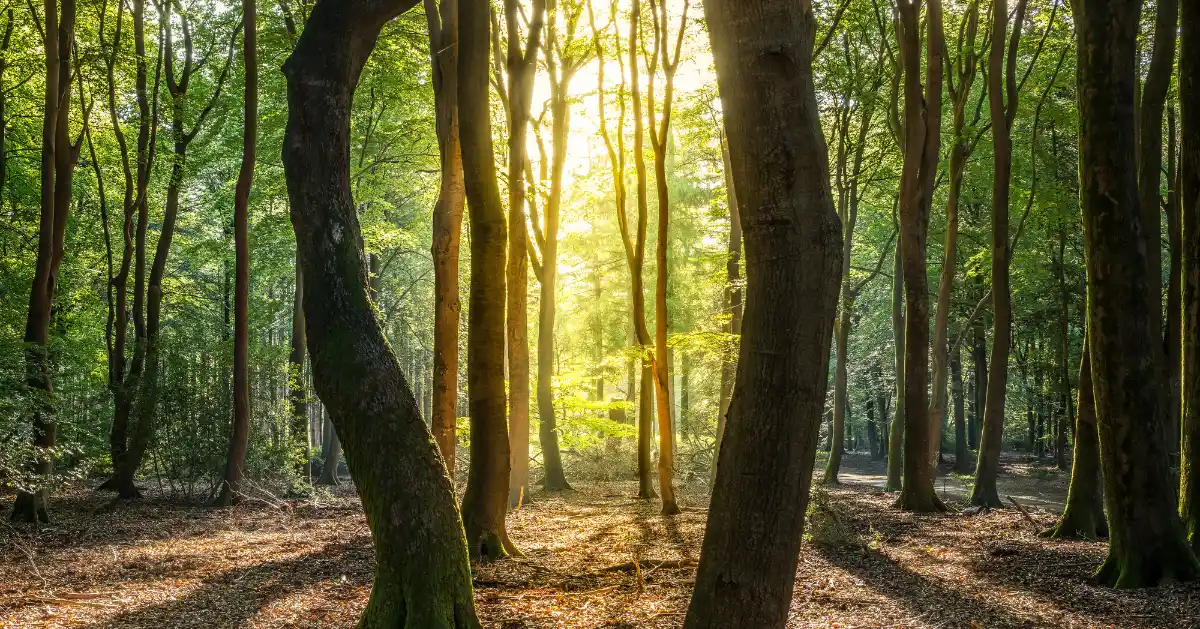 10 Tips To End Loneliness