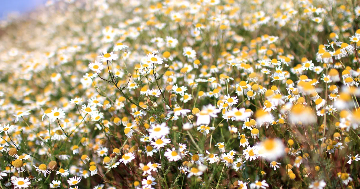 Field of flowers