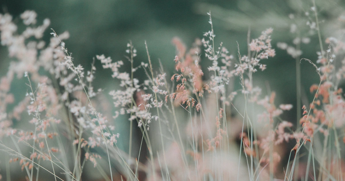 Wild FLowers