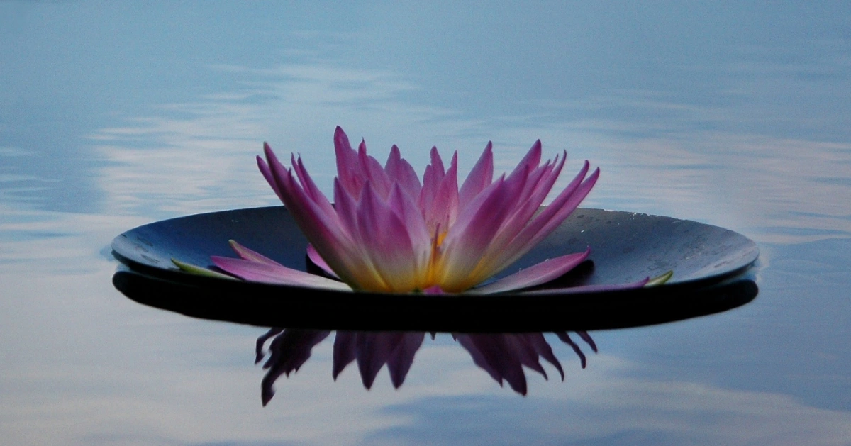 water flower floating on water