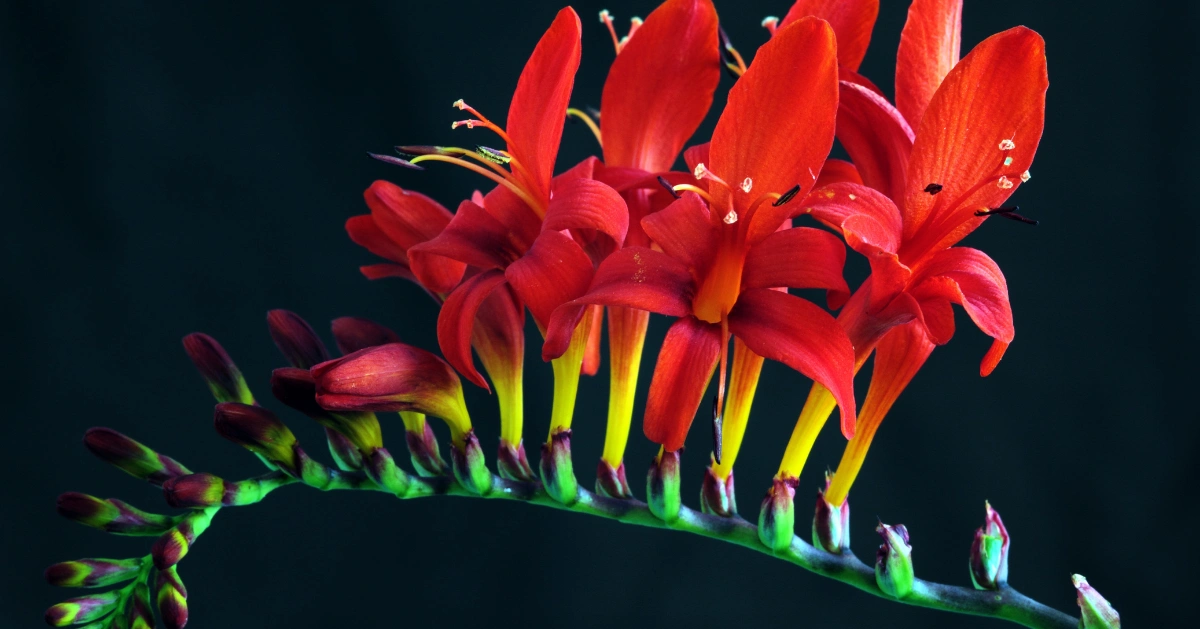 Close up of colorful flowers.