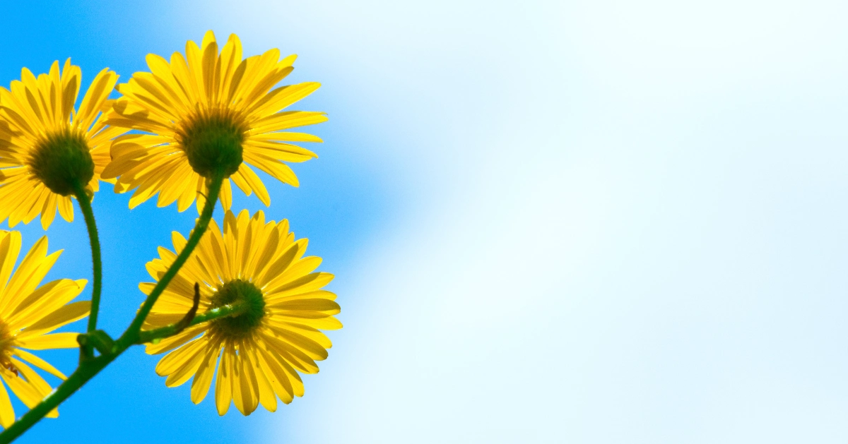 daisy's