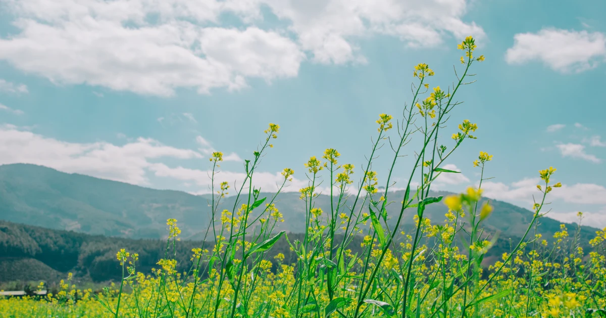 Field of flowers