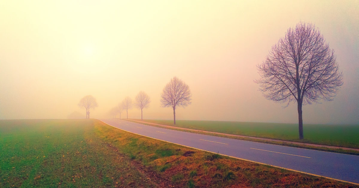 Picture of a road with Blossom trees.
