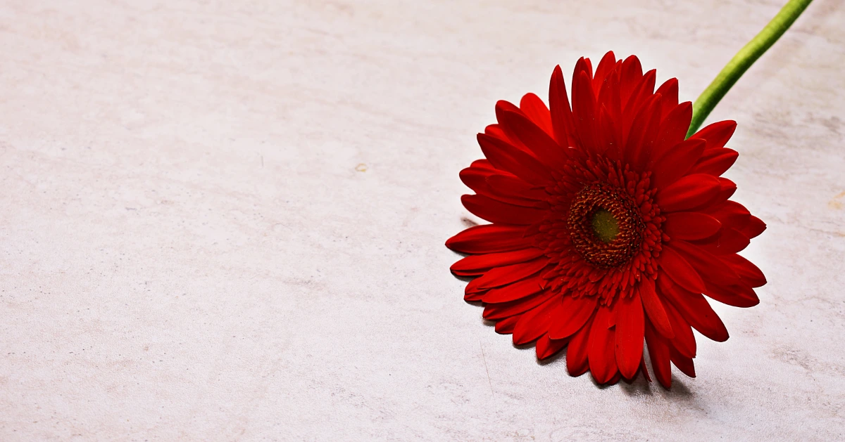 How Do I Support My Parents if My Sibling Is Suicidal?