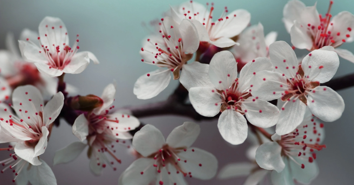 White flowers with pink spots.