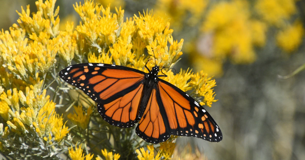 Monarch butterfly on yellow flowers symbol of truth