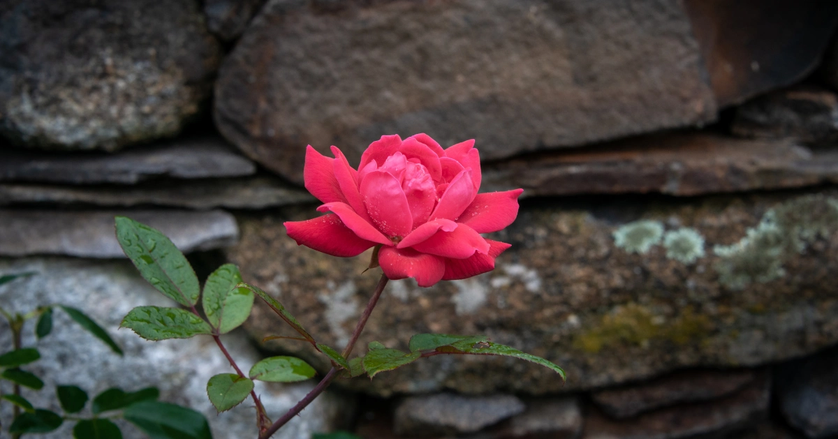 Beautiful red rose of hope