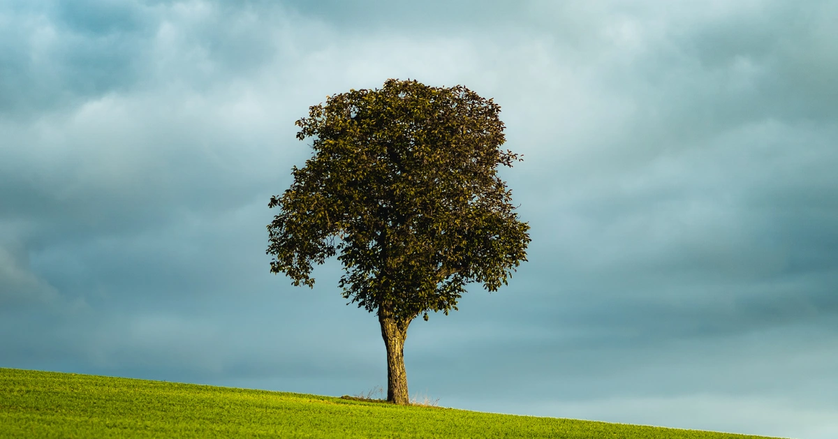 Tree under a bright blue sky.